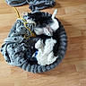 Titan participe au concours pour gagner de l'argent avec cette photo : canidae, carnivore, comfort, companion_dog, dog_breed, electric_blue, fashion_accessory, felidae, flooring, fur, hardwood, pattern, small_to_medium_sized_cats, sporting_group, stuffed_toy, tail, toy, wood, wood_flooring, wool