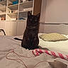 Cookie participe au concours pour gagner de l'argent avec cette photo : cat, black_cat, bed, toy, mouse_toy, candy_cane_toy, bookshelf, indoor, pet, feline, curious, wide_eyes, cozy, home, furniture, pillow, string, playful, animal, domestic