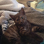 Cookie a rejoint le concours — aidez-le/la à gagner de superbes lots ! kitten, cat, tabby, pet, animal, feline, cute, young, cozy, blanket, home, indoor, fur, whiskers, eyes, paw, relaxed, soft, texture, comfort