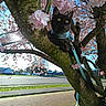 Cookie participe au concours pour gagner de l'argent avec cette photo : cat, black_cat, tree, cherry_blossoms, flower, harness, leash, branch, outdoor, sunlight, blue_sky, suburban, nature, pet, animal, spring, moss, curious, daytime, flora