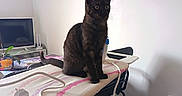 Cookie a rejoint le concours — aidez-le/la à gagner de superbes lots ! cat, black_cat, ironing_board, cord, lamp, tv, plant, wall_art, floor, indoor, furniture, household, curious, alert, domestic_animal, pet, room, minimalist, table, technology