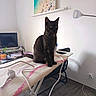 cat, black_cat, ironing_board, cord, lamp, tv, plant, wall_art, floor, indoor, furniture, household, curious, alert, domestic_animal, pet, room, minimalist, table, technology