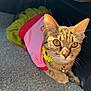 cat, tabby_cat, pet, animal, collar, bell, costume, pink_clothing, yellow_flower, carpet, indoor, close_up, whiskers, ears, eyes, sitting, sunlight, shadow_pattern, looking_up, cozy
