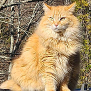Bella is registered to the contest to win money with this photo: cat, orange_cat, fluffy, outdoor, nature, tree, sunlight, animal, pet, fur, wildlife, leafless_tree, background, sitting, mammal, closeup, daylight, feline, forest, majestic