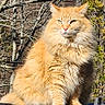 cat, orange_cat, fluffy, outdoor, nature, tree, sunlight, animal, pet, fur, wildlife, leafless_tree, background, sitting, mammal, closeup, daylight, feline, forest, majestic