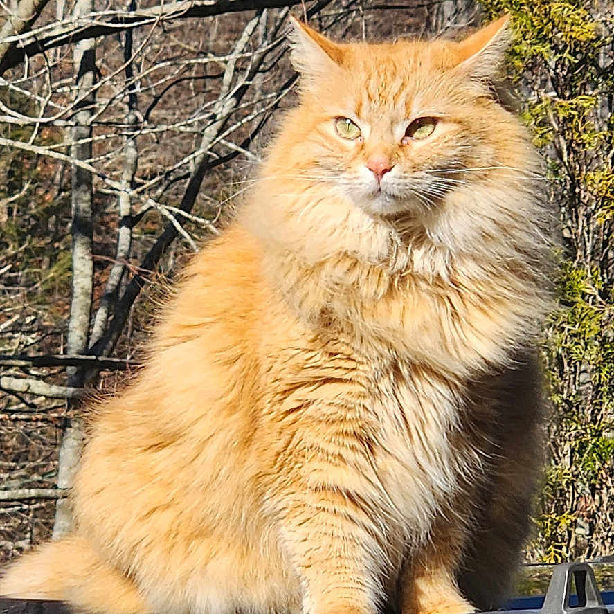 Bella is registered to the contest to win money with this photo: cat, orange_cat, fluffy, outdoor, nature, tree, sunlight, animal, pet, fur, wildlife, leafless_tree, background, sitting, mammal, closeup, daylight, feline, forest, majestic
