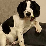 Wako participe au concours pour gagner de l'argent avec cette photo : dog, beagle, black_and_white, spots, long_ears, paw, couch, indoor, pet, portrait, sitting, collar, looking_at_camera, nose, eyes, fur, whiskers, domestic_animal, furniture, relaxed