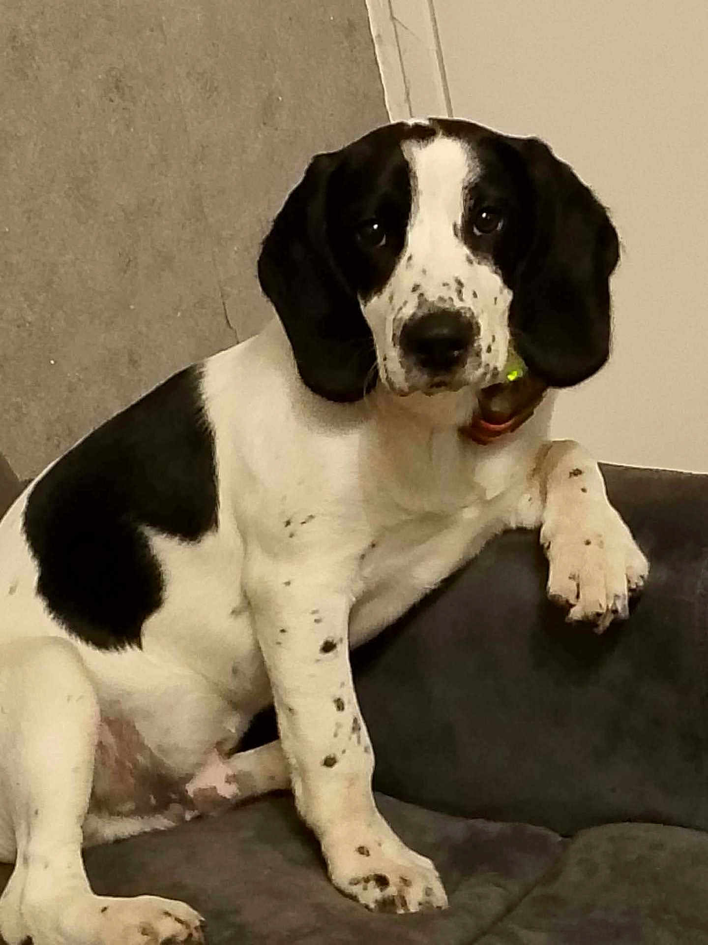 Wako participe au concours pour gagner de l'argent avec cette photo : dog, beagle, black_and_white, spots, long_ears, paw, couch, indoor, pet, portrait, sitting, collar, looking_at_camera, nose, eyes, fur, whiskers, domestic_animal, furniture, relaxed