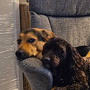 Frank is registered to the contest to win money with this photo: dog, chair, furniture, indoor, pet, cozy, resting, brown_dog, black_dog, couch, snuggling, companion, animal, canine, relaxed, home, domestic_animal, portrait, two_dogs, soft_lighting