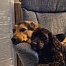 animal, black_dog, brown_dog, canine, chair, companion, couch, cozy, dog, domestic_animal, furniture, home, indoor, pet, portrait, relaxed, resting, snuggling, soft_lighting, two_dogs