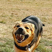 Bear joined the competition — help win amazing prizes! active, animal, ball, canine, collar, daytime, dog, energetic, fetch, field, fur, grass, grassland, happy, muddy, nature, outdoor, pet, playful, running