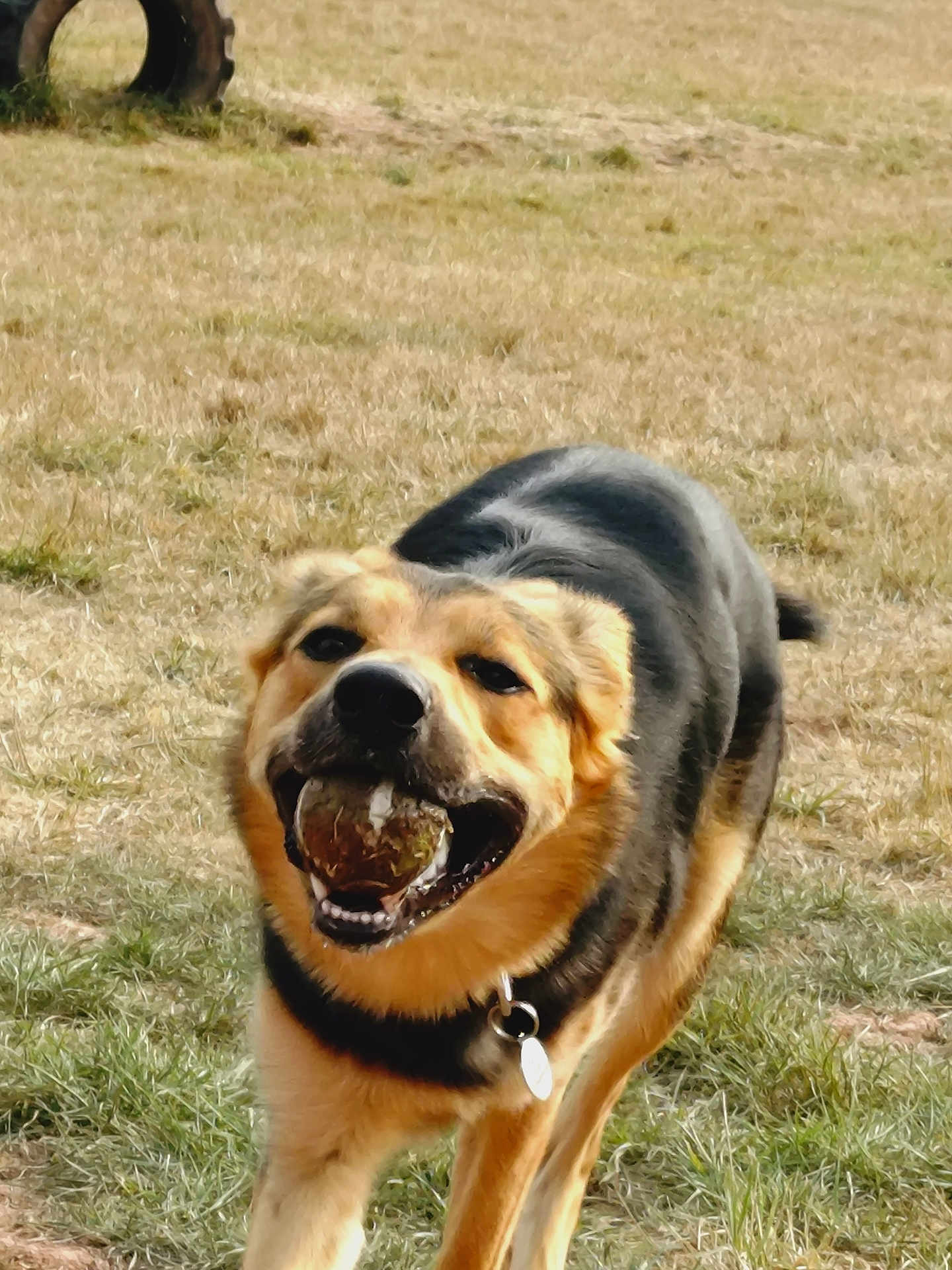 Bear