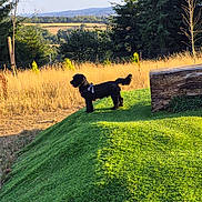 Teddy is registered to the contest to win money with this photo: dog, black_dog, pet, outdoors, meadow, grass, golden_hour, sunlight, landscape, countryside, farmland, trees, forest, rolling_hills, wooden_log, harness, standing, nature, scenic, summer