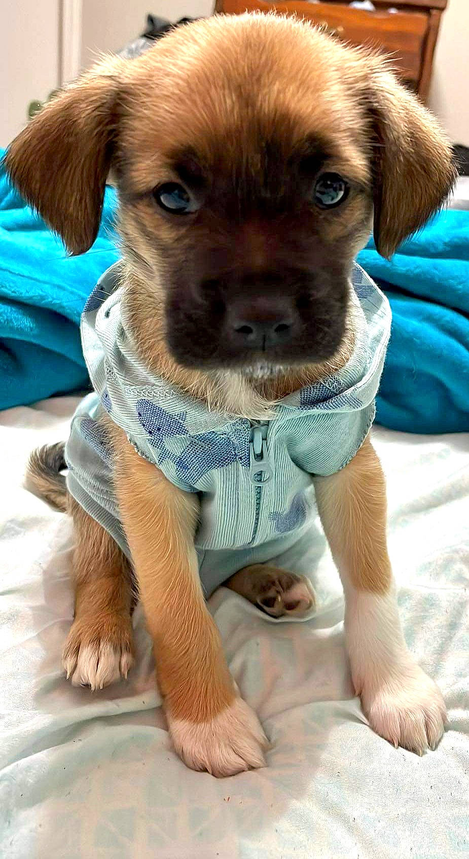 Archer joined the competition — help win amazing prizes! blue, canidae, carnivore, collar, companion_dog, dog, dog_breed, dog_clothes, dog_collar, dog_supply, fawn, fur, liver, puppy, snout, sporting_group, terrestrial_animal, whiskers, working_animal, working_dog