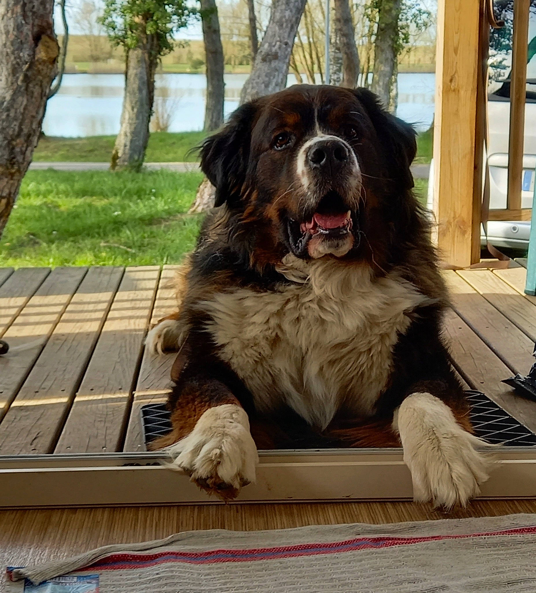 Minus participe au concours pour gagner de l'argent avec cette photo : ancient_dog_breeds, canidae, carnivore, companion_dog, dog, dog_breed, door, fur, giant_dog_breed, gun_dog, hardwood, plank, plant, porch, sky, snout, terrestrial_animal, tree, wood, working_dog