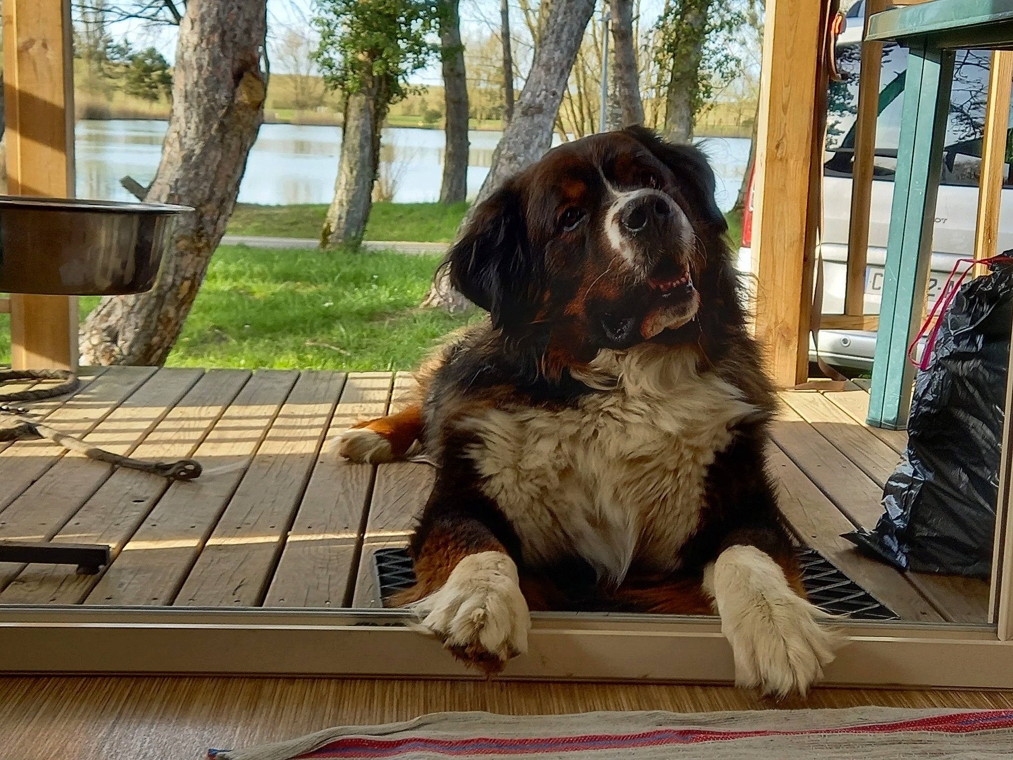 Minus participe au concours pour gagner de l'argent avec cette photo : carnivore, companion_dog, dog, dog_breed, gun_dog, hardwood, leisure, liver, luggage_and_bags, plank, plant, porch, snout, spaniel, sporting_group, table, tail, tree, water, wood