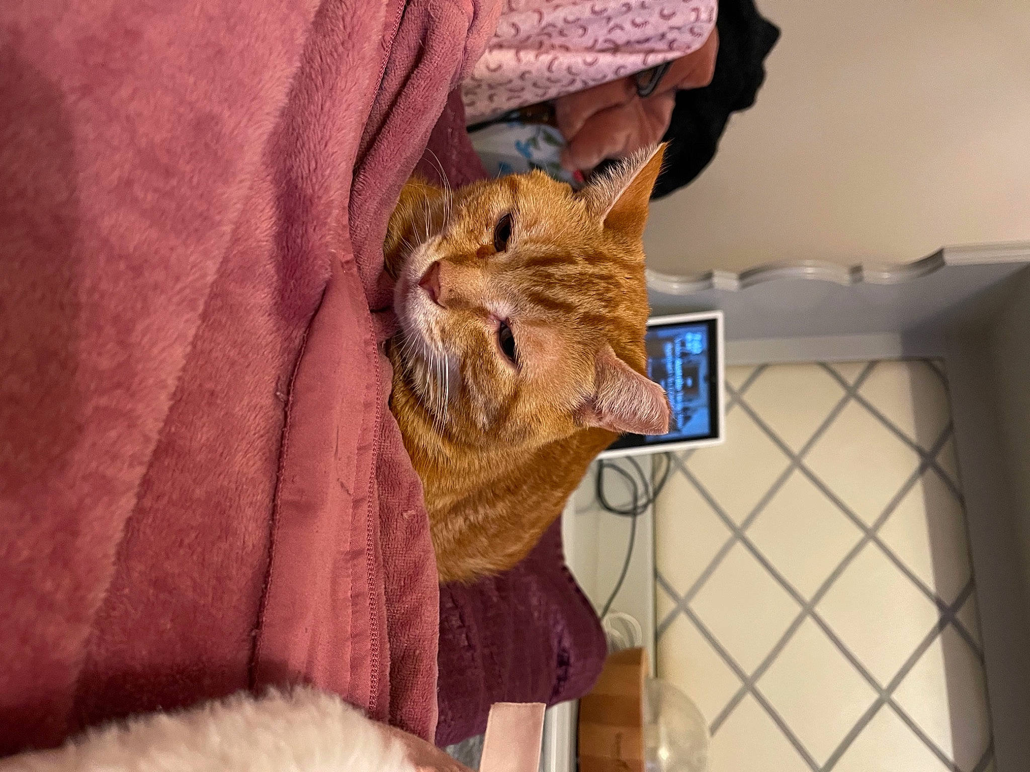 Molly joined the competition — help win amazing prizes! carnivore, cat, computer, display_device, fawn, felidae, fur, gadget, laptop, laptop_part, mesh, netbook, peach, peripheral, personal_computer, product, small_to_medium_sized_cats, snout, textile, whiskers