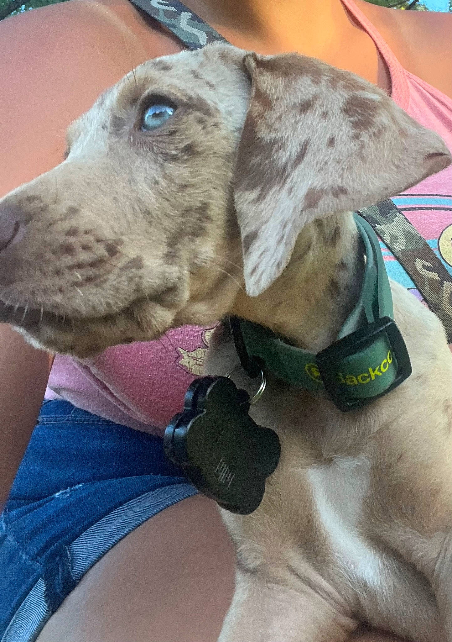 Maverick is registered to the contest to win money with this photo: canidae, carnivore, collar, companion_dog, dog, dog_breed, dog_collar, fawn, liver, non_sporting_group, pet_supply, snout, sporting_group, whiskers, working_animal