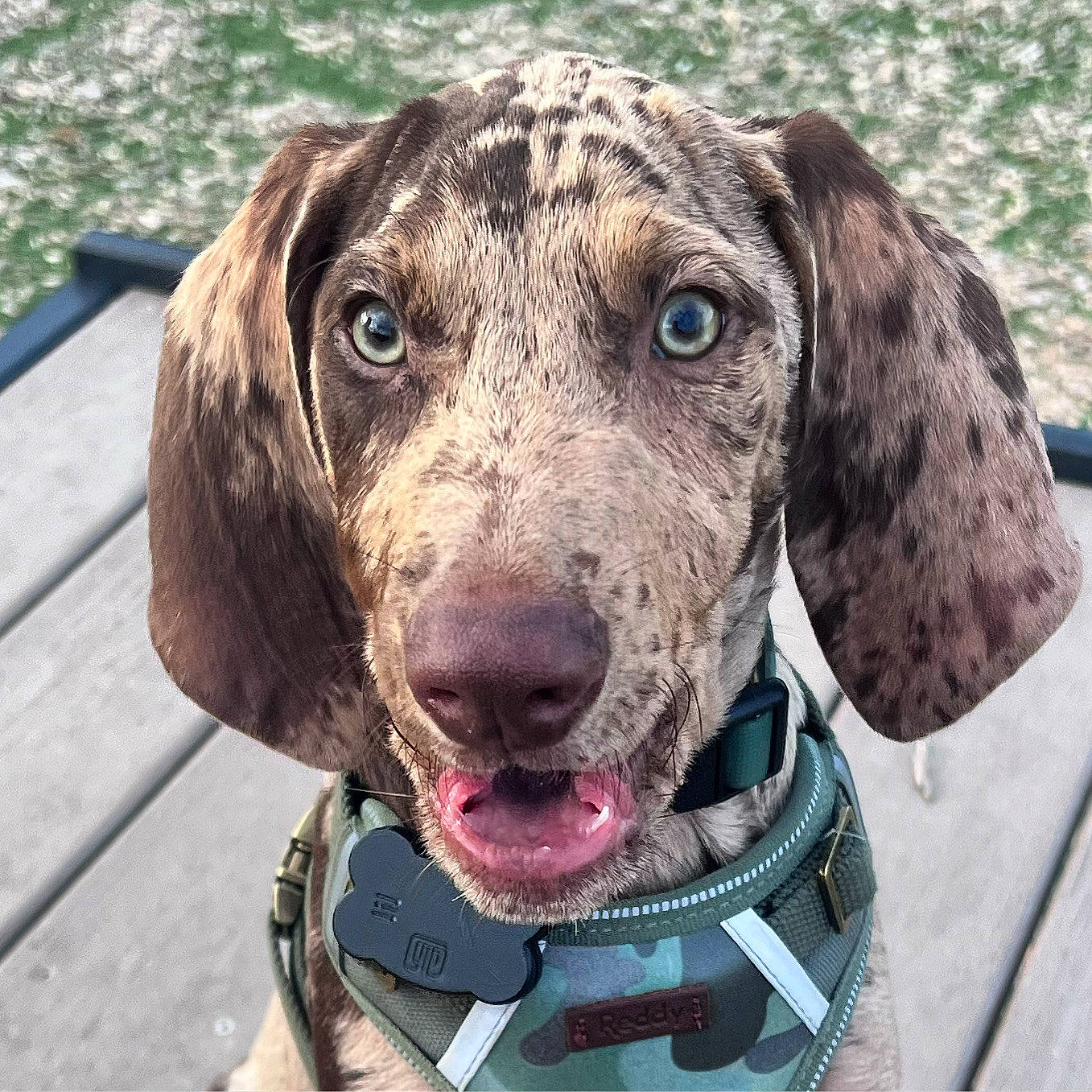 Maverick joined the competition — help win amazing prizes! carnivore, collar, companion_dog, dog, dog_breed, dog_collar, fashion_accessory, fawn, fur, gun_dog, hat, leash, liver, pet_supply, pointing_breed, snout, sporting_group, vertebrate, whiskers, working_animal