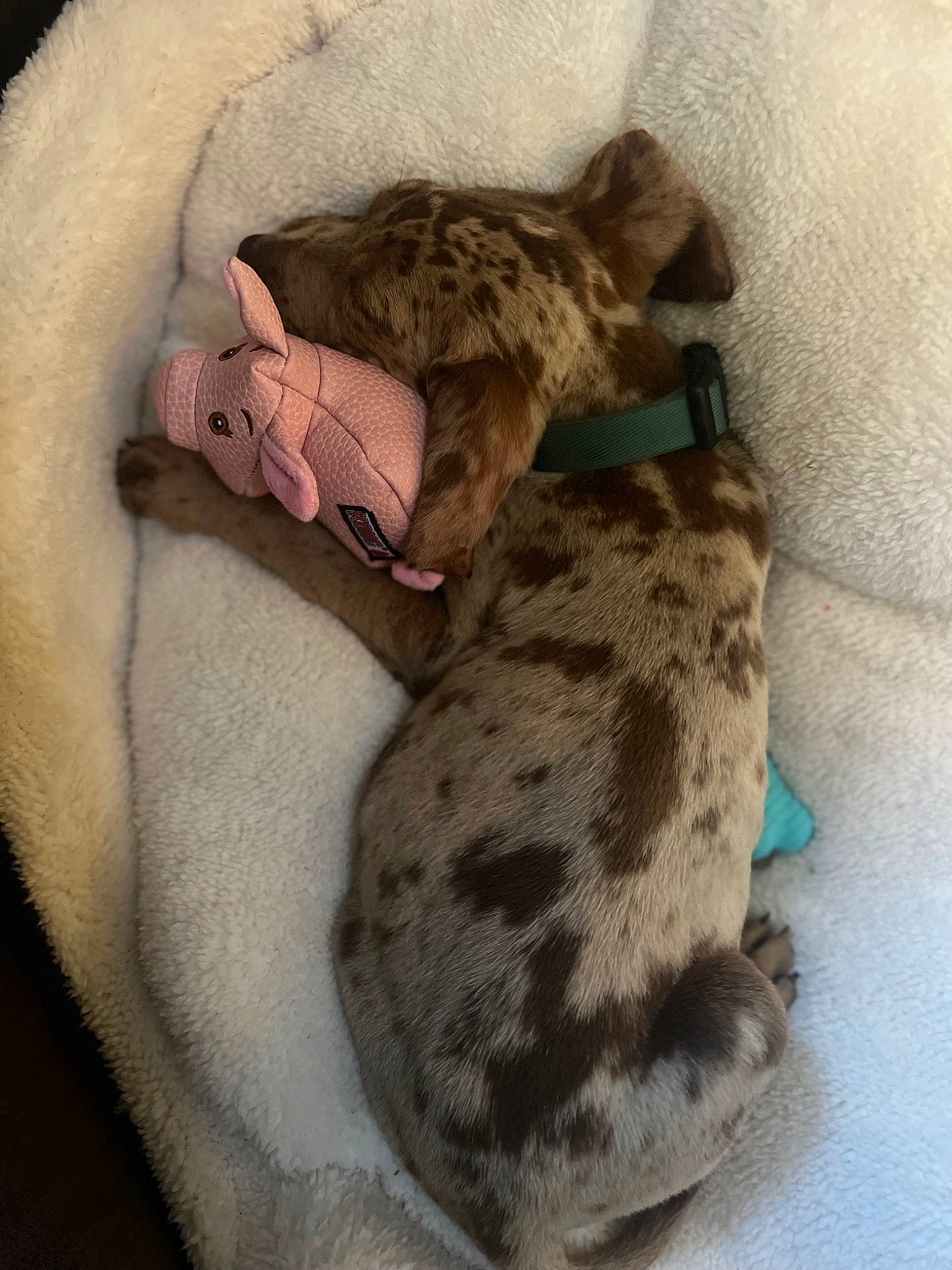 Maverick joined the competition — help win amazing prizes! bed, beige, brown, camouflage, carnivore, comfort, fawn, felidae, fur, grey, linens, liver, luggage_and_bags, pet_supply, sleeve, small_to_medium_sized_cats, snout, tail, terrestrial_animal, whiskers