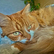 Simba participe au concours pour gagner de l'argent avec cette photo : abyssinian, angora, animal, blanket, cat, hardwood, kitten, manx, person, pet, sleeping, wood