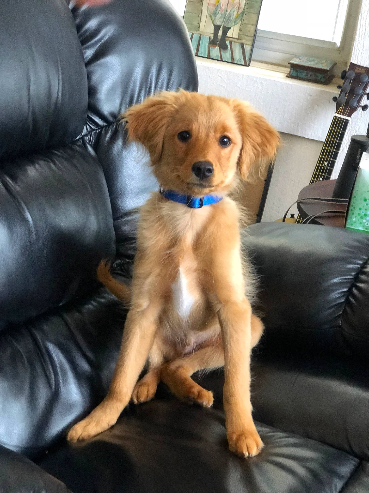 Boe is registered to the contest to win money with this photo: canidae, carnivore, companion_dog, dog, dog_breed, fawn, golden_retriever, mammal, nova_scotia_duck_tolling_retriever, retriever, sitting, small_greek_domestic_dog, sporting_group