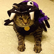 Tuti is registered to the contest to win money with this photo: animal, bed, black, cat, claws, costume, cute, domestic_cat, expression, feline, funny, fur, indoor, lying_down, paws, pet, purple, spider_costume, tabby, whiskers