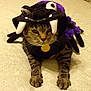 animal, bed, black, cat, claws, costume, cute, domestic_cat, expression, feline, funny, fur, indoor, lying_down, paws, pet, purple, spider_costume, tabby, whiskers