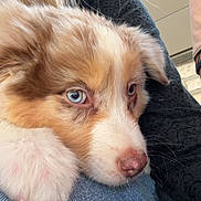 Asko a rejoint le concours — aidez-le/la à gagner de superbes lots ! puppy, dog, close_up, blue_eyes, fur, resting, lap, soft, cute, pet, indoors, cozy, young_dog, animal, companion, snout, paw, brown_and_white, relaxed, casual_clothing