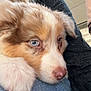 puppy, dog, close_up, blue_eyes, fur, resting, lap, soft, cute, pet, indoors, cozy, young_dog, animal, companion, snout, paw, brown_and_white, relaxed, casual_clothing