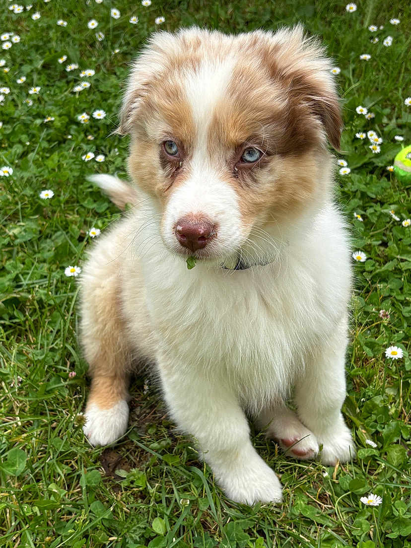 Asko participe au concours pour gagner de l'argent avec cette photo : puppy, dog, grass, flowers, outdoor, cute, fluffy, animal, pet, nature, young, sitting, adorable, green, white, small, fur, collar, canine, eyes