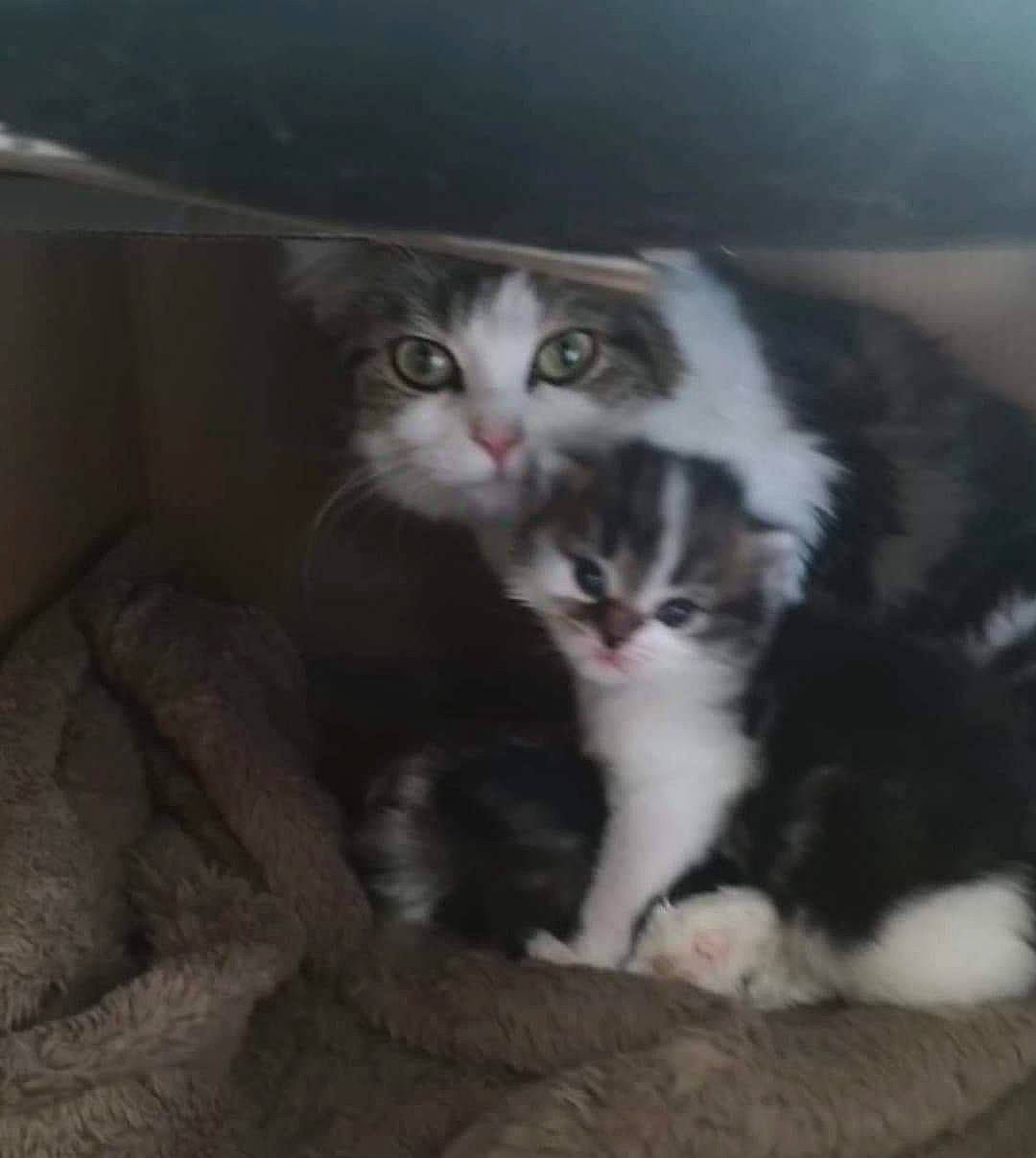 Lyly participe au concours pour gagner de l'argent avec cette photo : american_curl, american_wirehair, british_semi_longhair, carnivore, cat, domestic_long_haired_cat, domestic_short_haired_cat, european_shorthair, felidae, kitten, mammal, norwegian_forest_cat, polydactyl_cat, scottish_fold, small_to_medium_sized_cats, vertebrate, whiskers