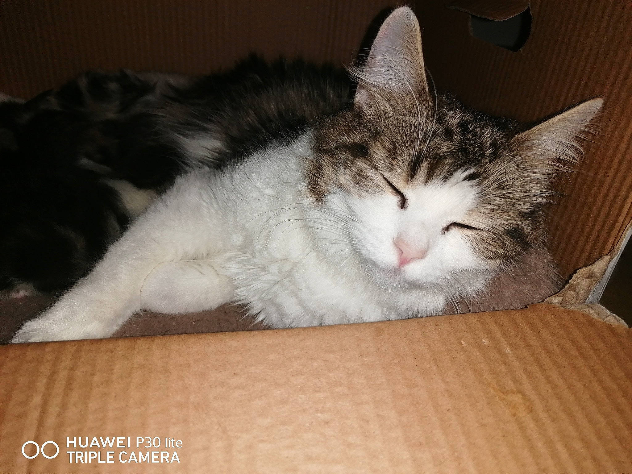 Lyly a rejoint le concours — aidez-le/la à gagner de superbes lots ! aegean_cat, american_wirehair, asian, box, carnivore, cat, domestic_long_haired_cat, domestic_short_haired_cat, ear, european_shorthair, felidae, fur, kitten, maine_coon, mammal, norwegian_forest_cat, polydactyl_cat, small_to_medium_sized_cats, whiskers