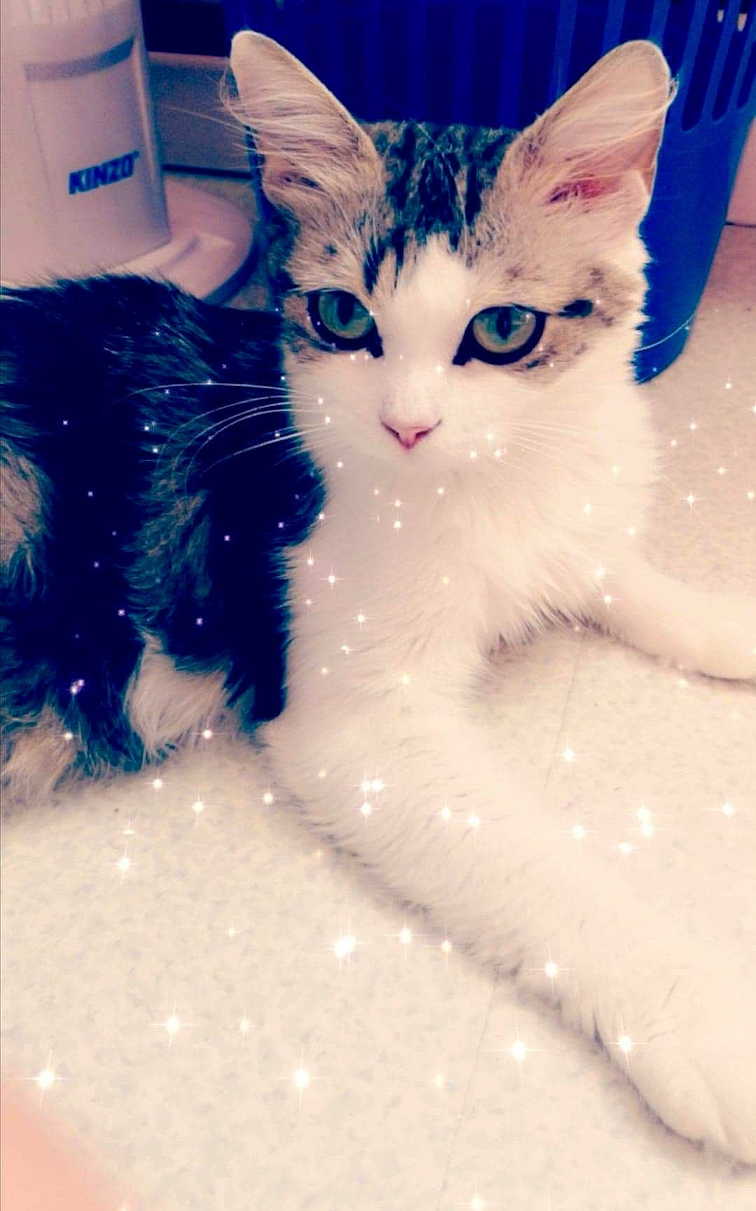 Lyly a rejoint le concours — aidez-le/la à gagner de superbes lots ! aegean_cat, carnivore, cat, domestic_short_haired_cat, ear, european_shorthair, eye, felidae, fur, kitten, norwegian_forest_cat, nose, ojos_azules, polydactyl_cat, small_to_medium_sized_cats, snout, turkish_angora, turkish_van, whiskers