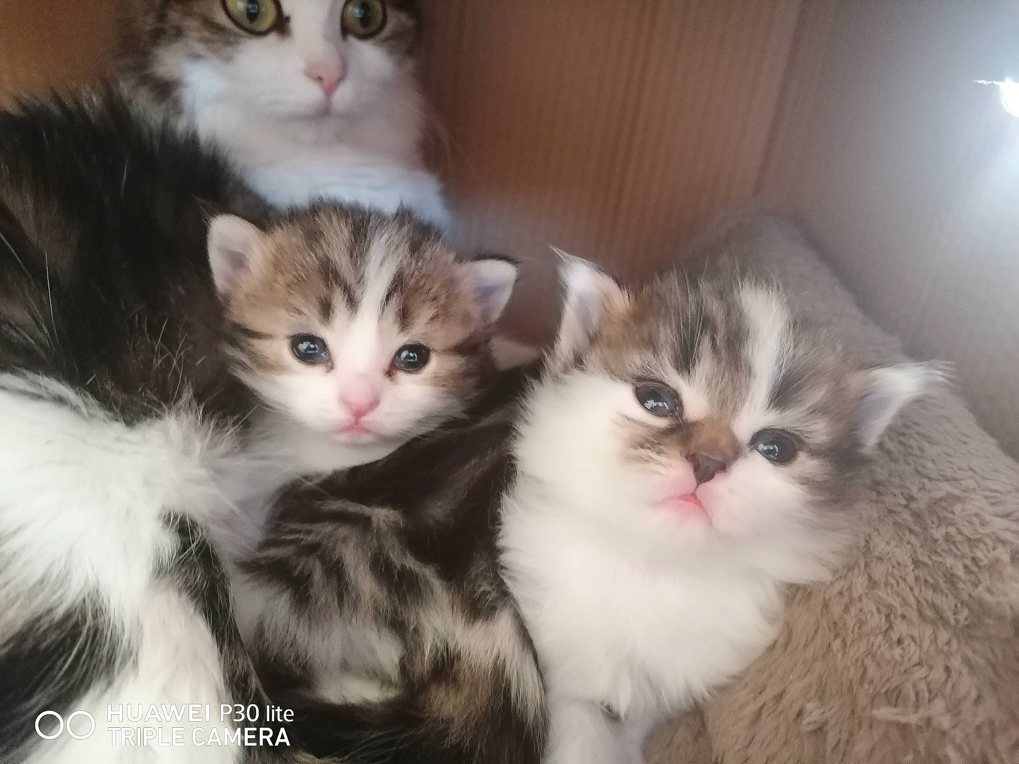 Lyly a rejoint le concours — aidez-le/la à gagner de superbes lots ! aegean_cat, american_curl, american_wirehair, asian, asian_semi_longhair, british_semi_longhair, carnivore, cat, domestic_long_haired_cat, domestic_short_haired_cat, european_shorthair, felidae, kitten, mammal, norwegian_forest_cat, ragamuffin, siberian, small_to_medium_sized_cats, vertebrate, whiskers