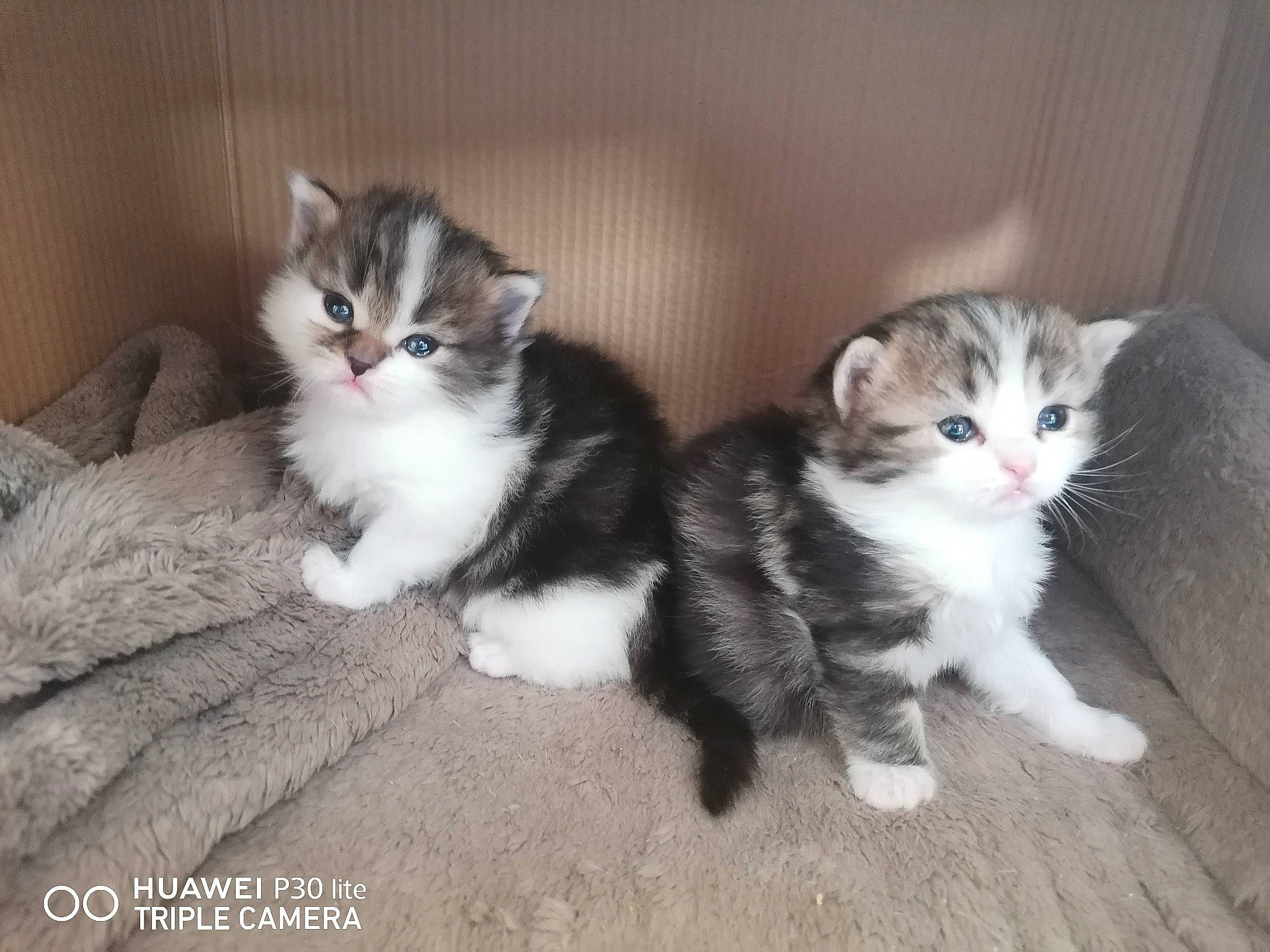 Rubis Et Simba participe au concours pour gagner de l'argent avec cette photo : aegean_cat, american_curl, american_wirehair, british_semi_longhair, carnivore, cat, cymric, domestic_short_haired_cat, european_shorthair, felidae, kitten, mammal, munchkin, norwegian_forest_cat, polydactyl_cat, ragamuffin, siberian, small_to_medium_sized_cats, vertebrate, whiskers