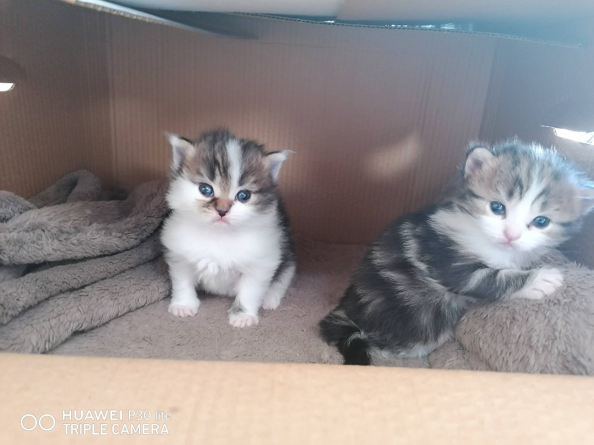 Rubis Et Simba a rejoint le concours — aidez-le/la à gagner de superbes lots ! aegean_cat, american_curl, american_wirehair, british_semi_longhair, carnivore, cat, cymric, domestic_short_haired_cat, european_shorthair, felidae, kitten, mammal, norwegian_forest_cat, polydactyl_cat, ragamuffin, siberian, small_to_medium_sized_cats, tabby_cat, vertebrate, whiskers