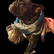Urphee participe au concours pour gagner de l'argent avec cette photo : animal, black_background, brindle, close_up, collar, cute, dog, domestic_animal, ears, expression, fashion, french_bulldog, fur, hand, mammal, pet, portrait, scarf, snout, tongue_out