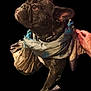 animal, black_background, brindle, close_up, collar, cute, dog, domestic_animal, ears, expression, fashion, french_bulldog, fur, hand, mammal, pet, portrait, scarf, snout, tongue_out