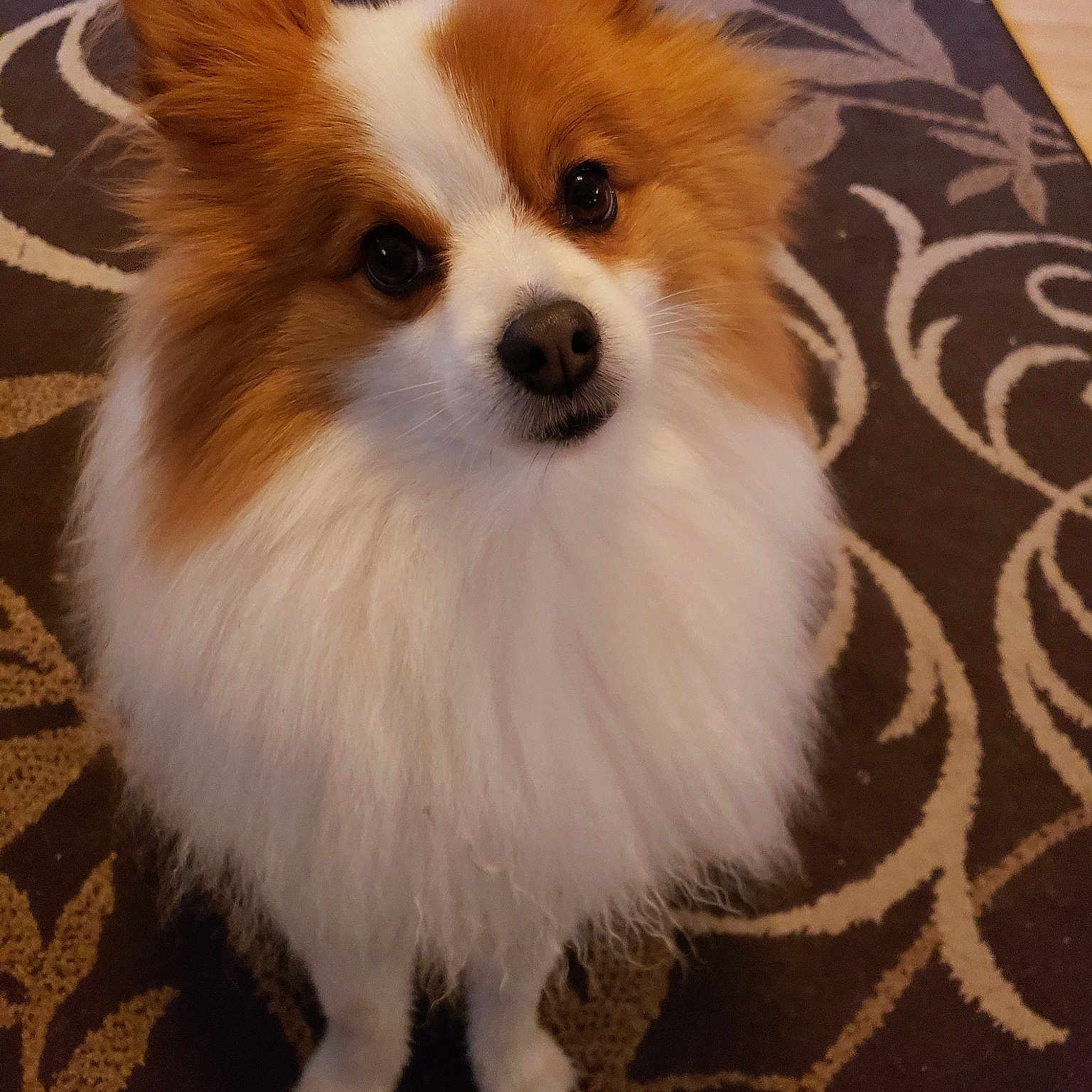 Harley joined the competition — help win amazing prizes! canidae, carnivore, companion_dog, dog, dog_breed, german_spitz, german_spitz_klein, german_spitz_mittel, mammal, papillon, pomeranian, puppy, rare_breed_dog, snout, spitz, sporting_group, toy_dog, vertebrate, volpino_italiano, whiskers
