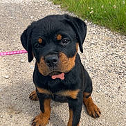 Calie a rejoint le concours — aidez-le/la à gagner de superbes lots ! rottweiler, puppy, dog, leash, collar, bone_tag, gravel_path, grass, outdoor, cute, pet, animal, sitting, young, black_and_tan, small, adorable, looking_up, nature, canine