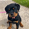 rottweiler, puppy, dog, leash, collar, bone_tag, gravel_path, grass, outdoor, cute, pet, animal, sitting, young, black_and_tan, small, adorable, looking_up, nature, canine