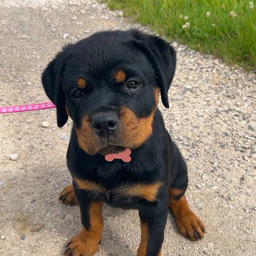 Calie a rejoint le concours — aidez-le/la à gagner de superbes lots ! rottweiler, puppy, dog, leash, collar, bone_tag, gravel_path, grass, outdoor, cute, pet, animal, sitting, young, black_and_tan, small, adorable, looking_up, nature, canine