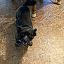 dog, black_dog, pet, indoor, floor, tile_floor, canine, small_dog, looking_up, smiling, collar, paws, fur, shadow, chair, chair_leg, home_interior, texture, tile, companion