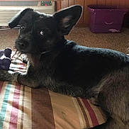 Tuffy Genn joined the competition — help win amazing prizes! dog, black_dog, pet, indoor, bed, striped_bedspread, chew_toy, purple_toy, air_conditioner, wood_paneling, carpet, looking_back, ear_up, closeup, fur, paw, home_interior, cute, relaxed, toy_nearby