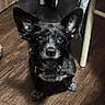 bag, black_dog, cardboard_box, chair_leg, chihuahua, collar, cute, dog, ears, eyes, flooring, indoor, looking_up, nose, paws, pet, portrait, small_dog, whiskers, wood_floor