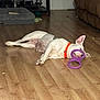 dog, white_dog, purple_toy, orange_collar, hardwood_floor, lying_down, sleeping, pet_bed, couch, living_room, indoor, pet, paws, ears, nose, relaxed, mammal, toy_ring, floor, home_interior