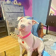 Princess joined the competition — help win amazing prizes! dog, pet, white_dog, pink_collar, sitting, looking_up, rug, hardwood_floor, dresser, tv_screen, neon_sign, purple_wall, blanket, basket, mirror, furniture, paws, indoor, cozy_room, portrait