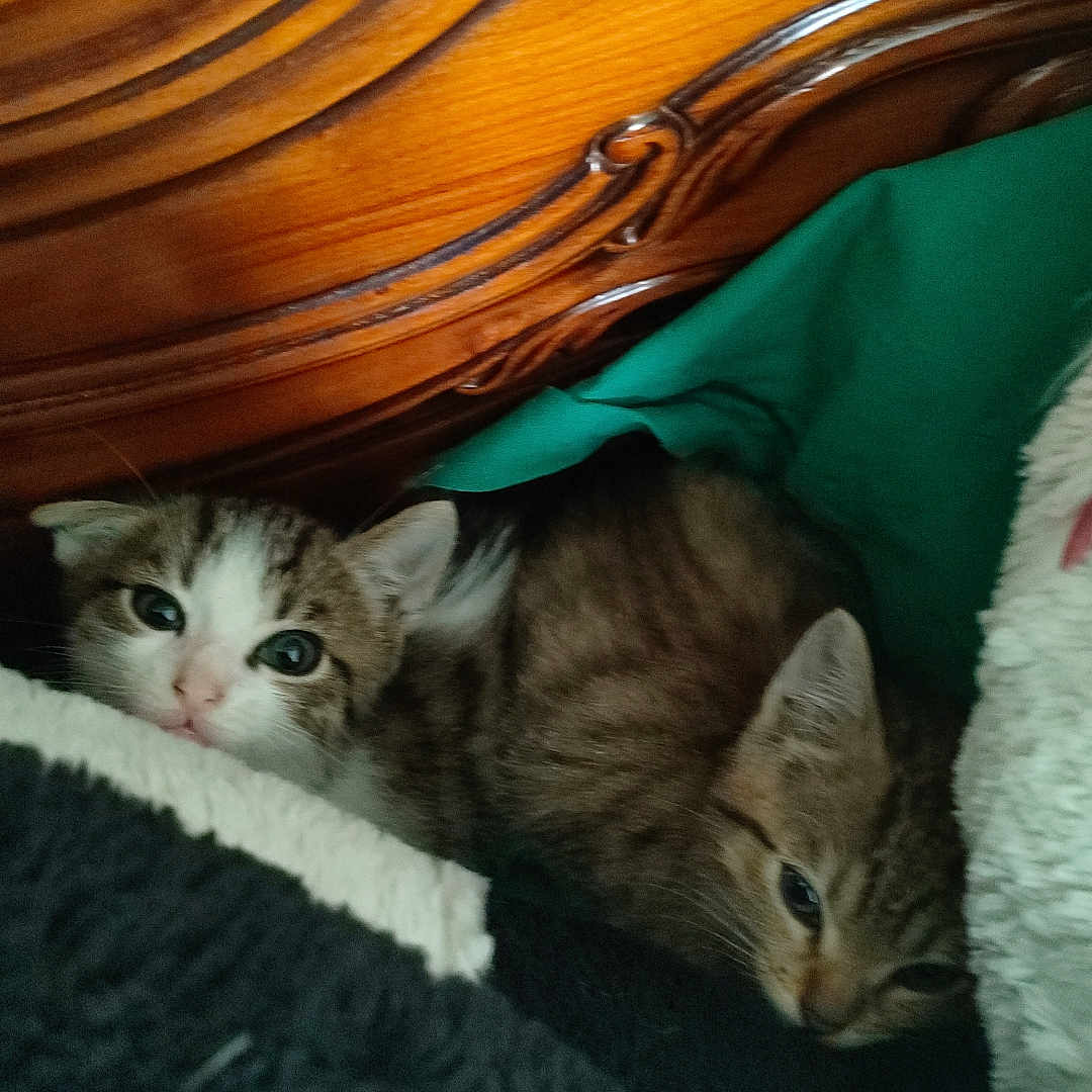 Zeldris Et Zaneli participe au concours pour gagner de l'argent avec cette photo : abyssinian, animal, bed, bedroom, blanket, cat, closet, couch, cupboard, drawer, furniture, hardwood, indoors, kitten, manx, pet, plywood, room, siamese, wood