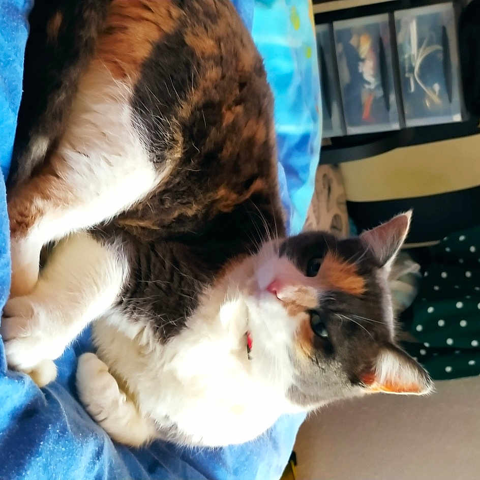 Lili